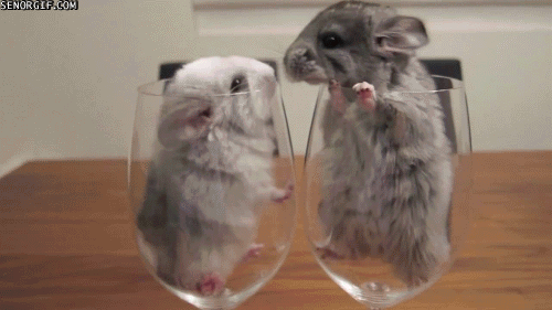 Funny animal gifs - part 83 (10 gifs), two chinchillas in glasses kissing
