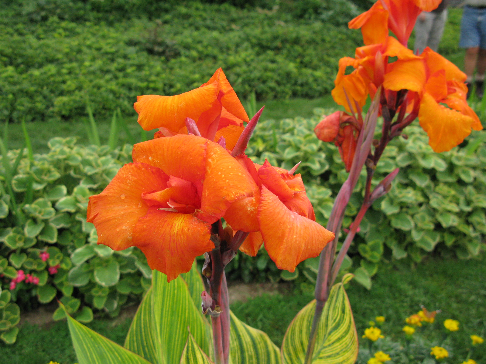 PRETORIA CANNA LILY BULB RHIZOME PLANTS HUMMINGBIRD FEEDER DEER PROOF