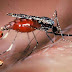 Nyamuk Kencing Saat Menghisap darah