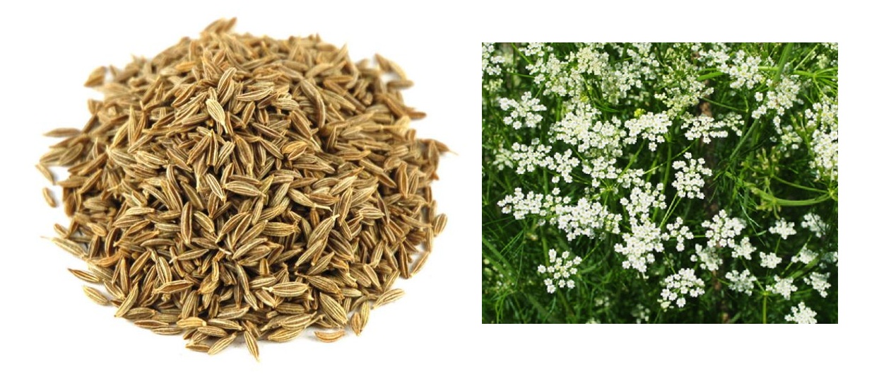 Know Thy Samurai Cumin and similar spices