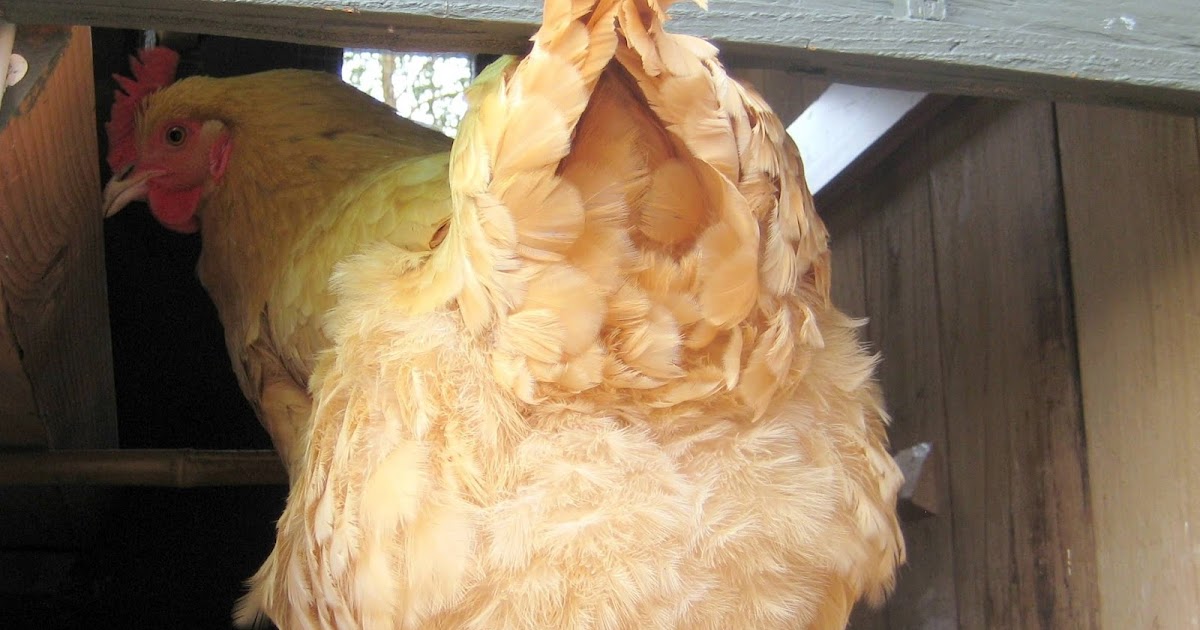 Man having sex with chicken pics 3