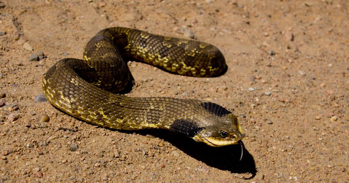 The Kansas Outback Sensational Serpent