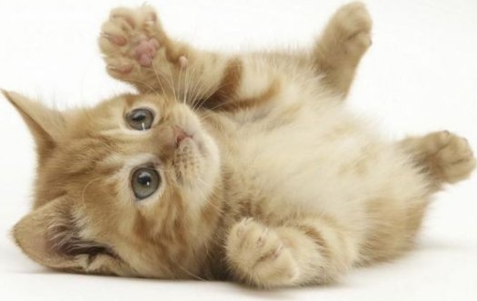 very-cute-kitten.jpg