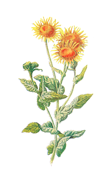 antique digital botanical