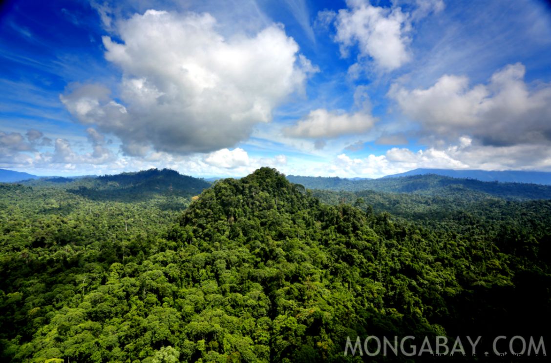 Rainforests facts figures news and pictures Rainforests facts figures news and pictures