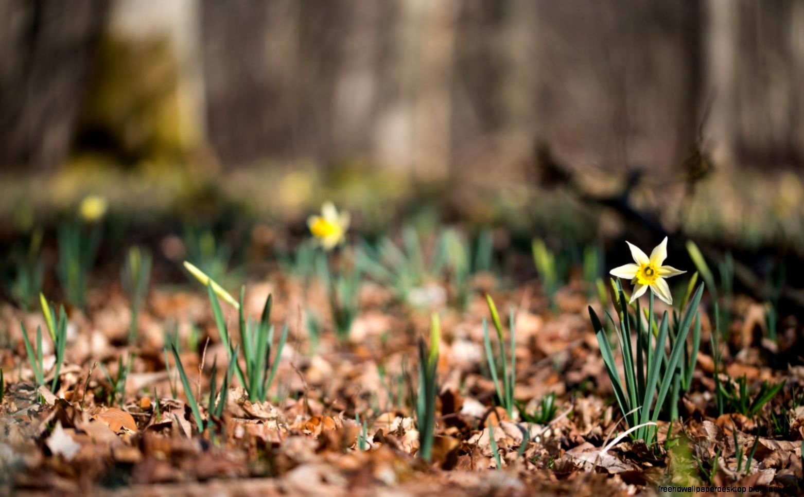 Daffodils Spring Bokeh HD Wallpaper FreeWallsUp Daffodils Spring Bokeh HD Wallpaper FreeWallsUp