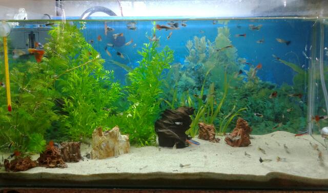 Akuarium (Ikan air tawar beserta Tumbuhtumbuhan di dalam air)