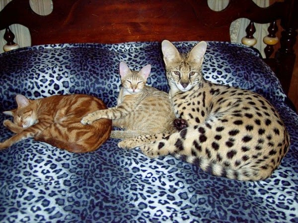 Bengal Cats For Sale Vancouver Island Bengal Cats For Sale Vancouver Island