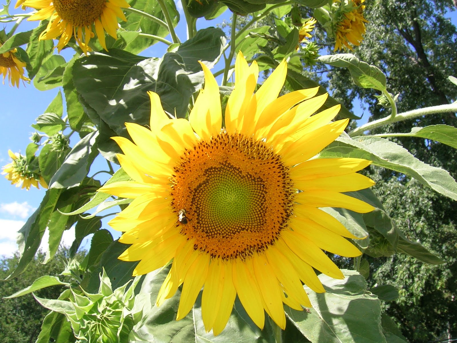 animalfriendly eating sunflower with multiple blooms