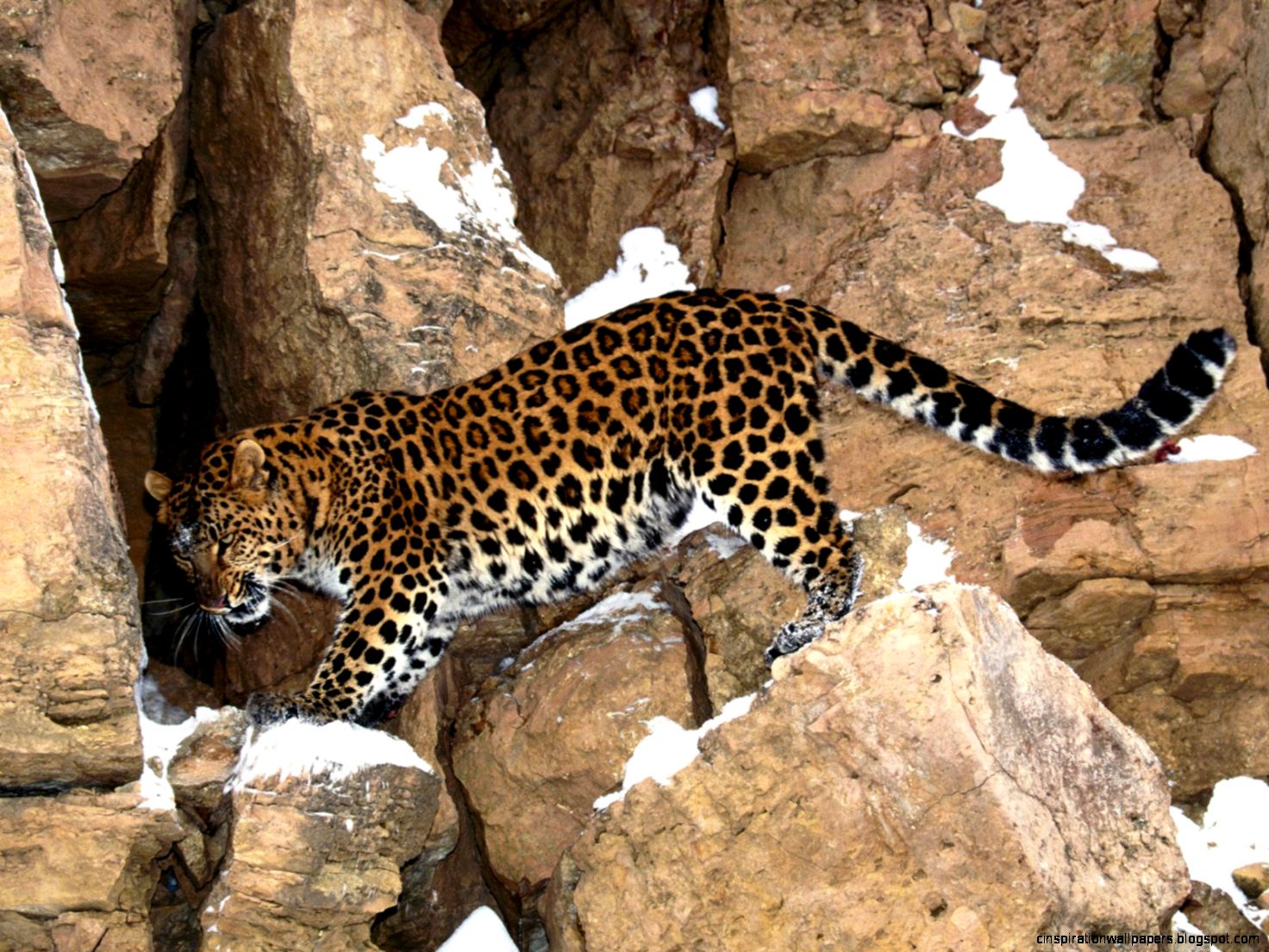 Amur Leopard Amur Leopard