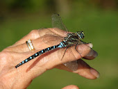 Paddle-tailed Darner