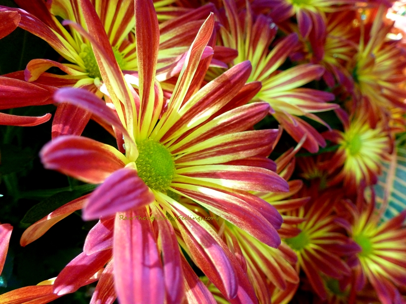 Pelee Mums Raw Thoughts and Feelings