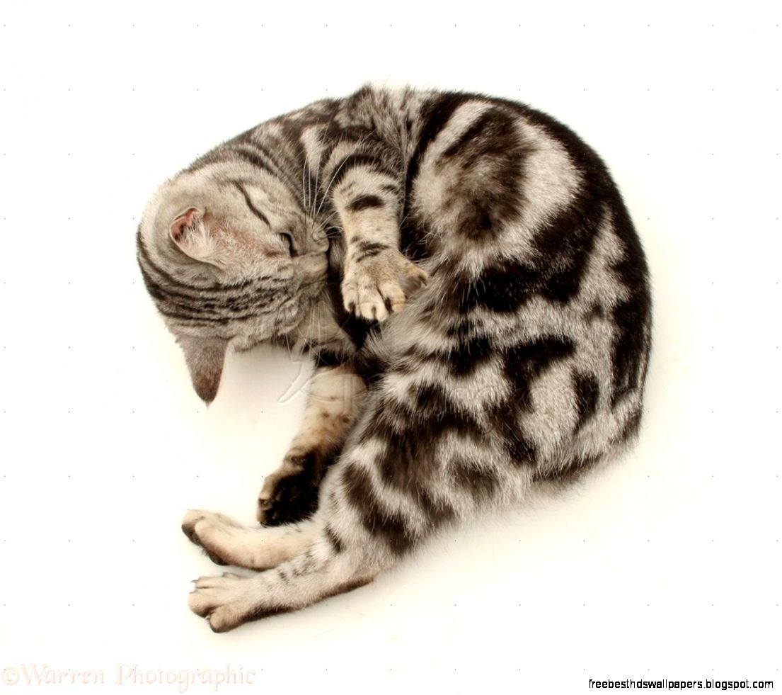 British Shorthair Silver Tabby Cat British Shorthair Silver Tabby Cat