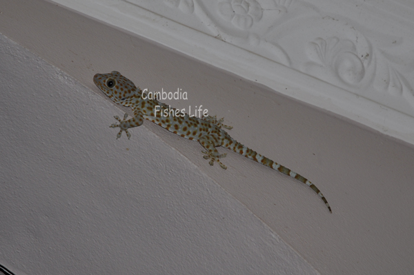 Cambodia Fish Life シェムリアップ淡水魚研究所srf Labo 家でカエルとヤモリ撮影