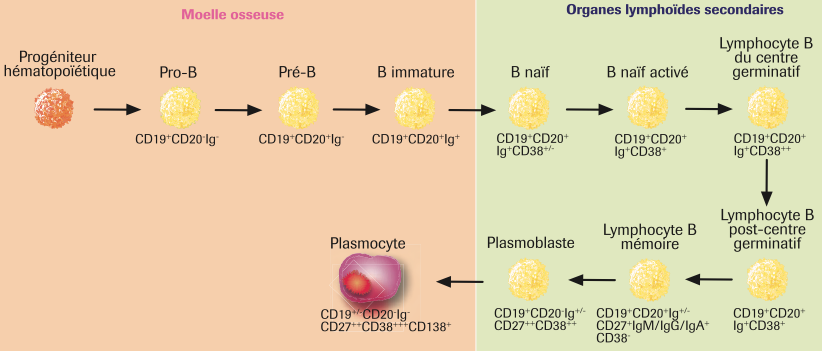 ontgénèse des lymphocytes B