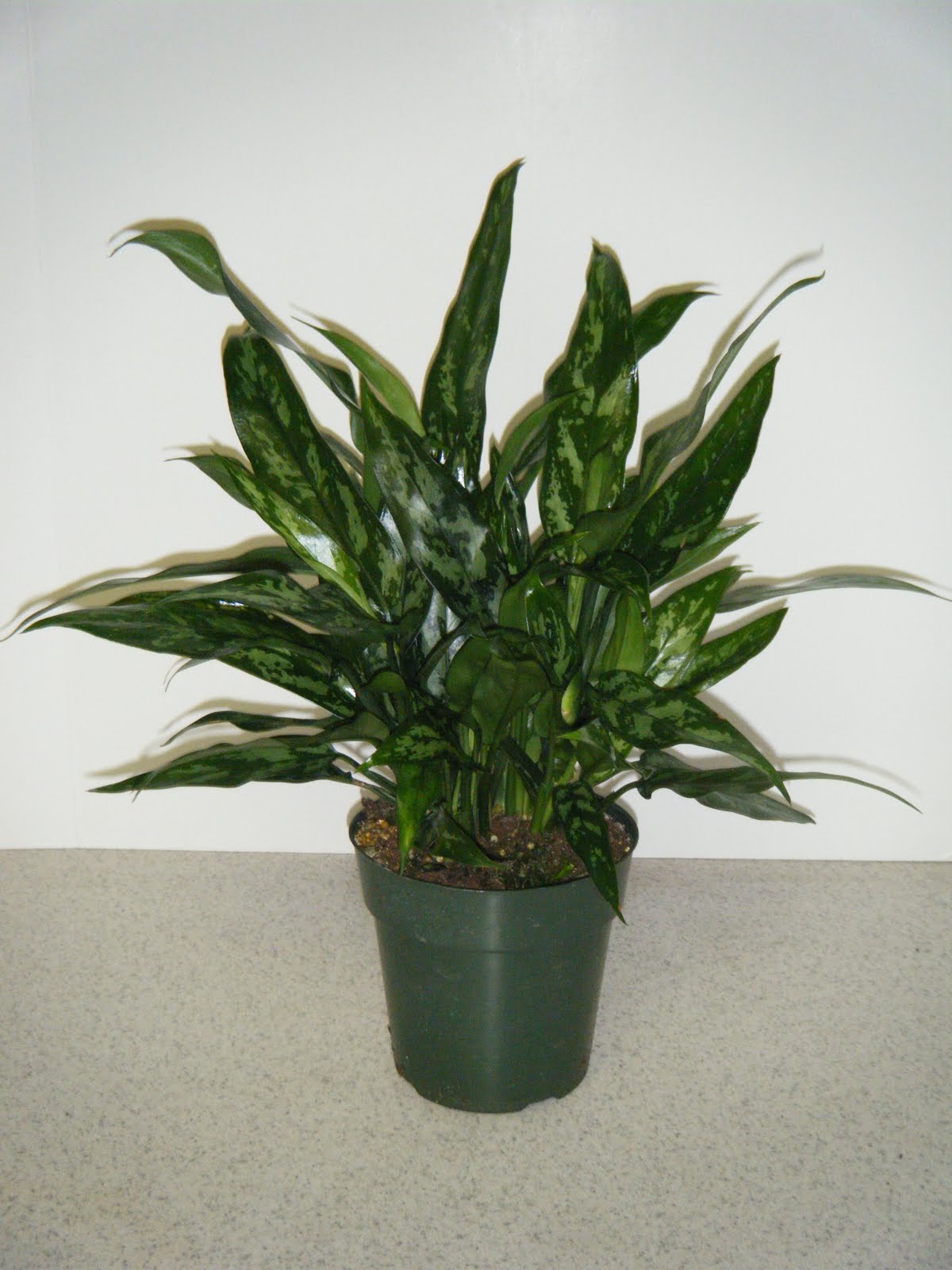 Aglaonema Maria