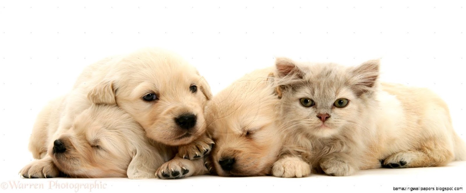 Cute Baby Kittens And Puppies Sleeping Togetherreally Cute Golden Cute Baby Kittens And Puppies Sleeping Togetherreally Cute Golden