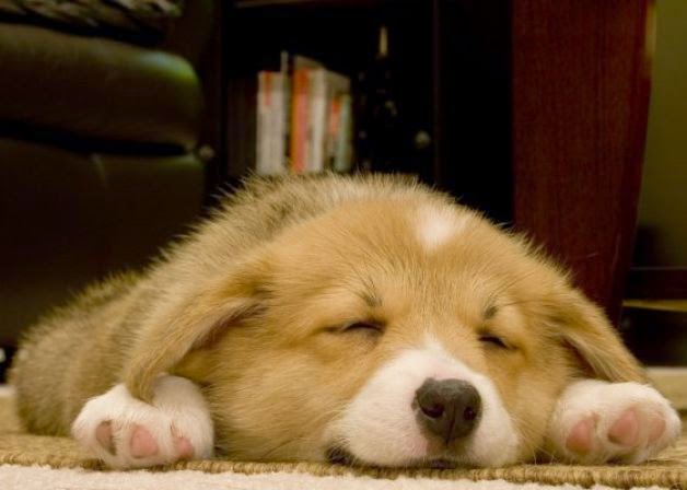 11 Adorable Dog GIFs to Aww at This National Puppy Day