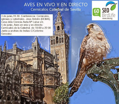 AVES EN VIVO Y EN DIRECTO, Observación Pública de Aves organizado por el Grupo Local SEO-Sevilla de SEO/BirdLife. "Cernícalos en la Catedral de Sevilla"