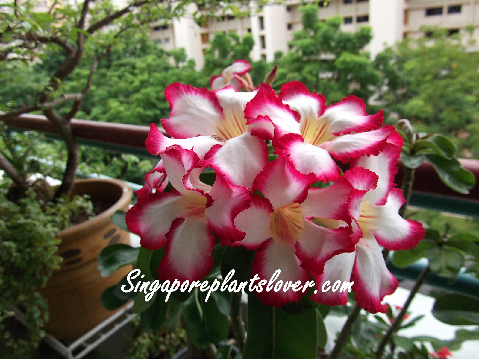 Singapore Plants Lover October 2011