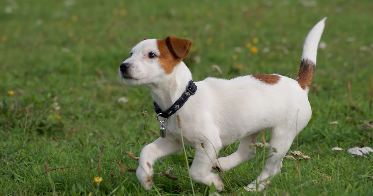 Jack Russell Terrier The Life of Animals