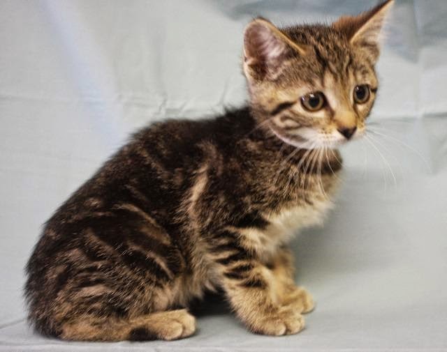 Cat Chat With Caren And Cody Meet up to 80 adoptable animals on Sat