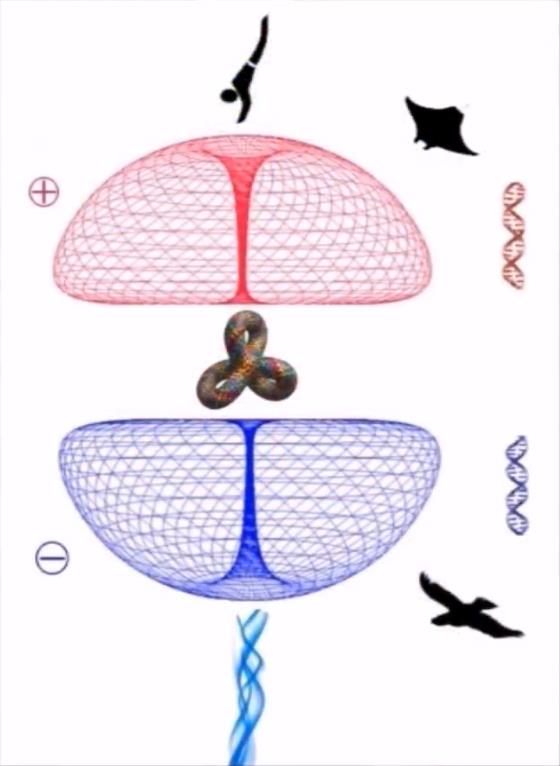 DUBLU TOROID