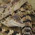 Rare Crocs In The Philippines