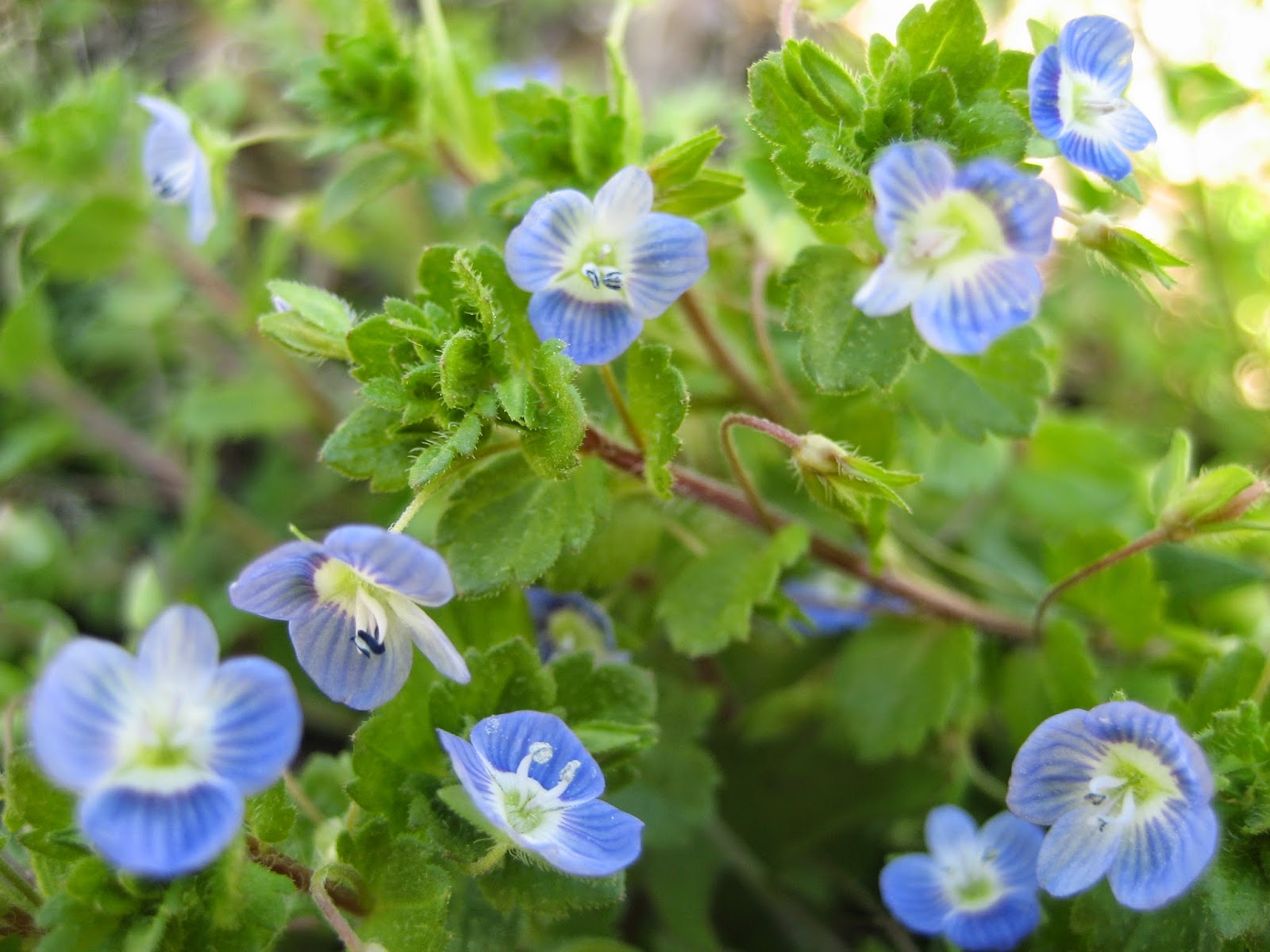 Discovering His Creation Bird's Eye Speedwell (Veronica Persica)