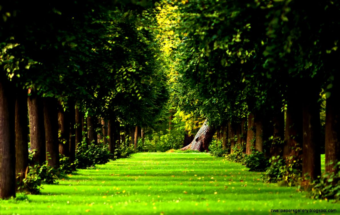 beautiful Natural forest hd wallpapers Only hd wallpapers beautiful Natural forest hd wallpapers Only hd wallpapers