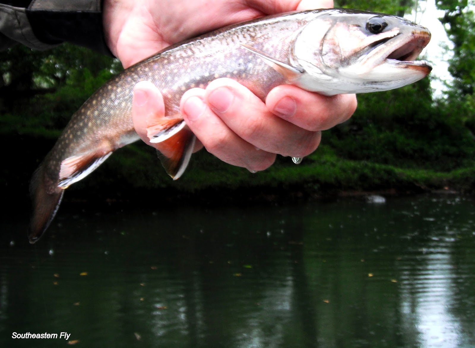 Southeastern Fly Elk River and Caney Fork Fishing Report