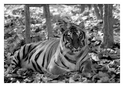 Khairi Tigress