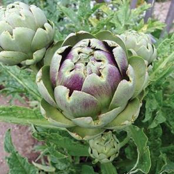 How to Grow Artichokes from Seeds Garden How