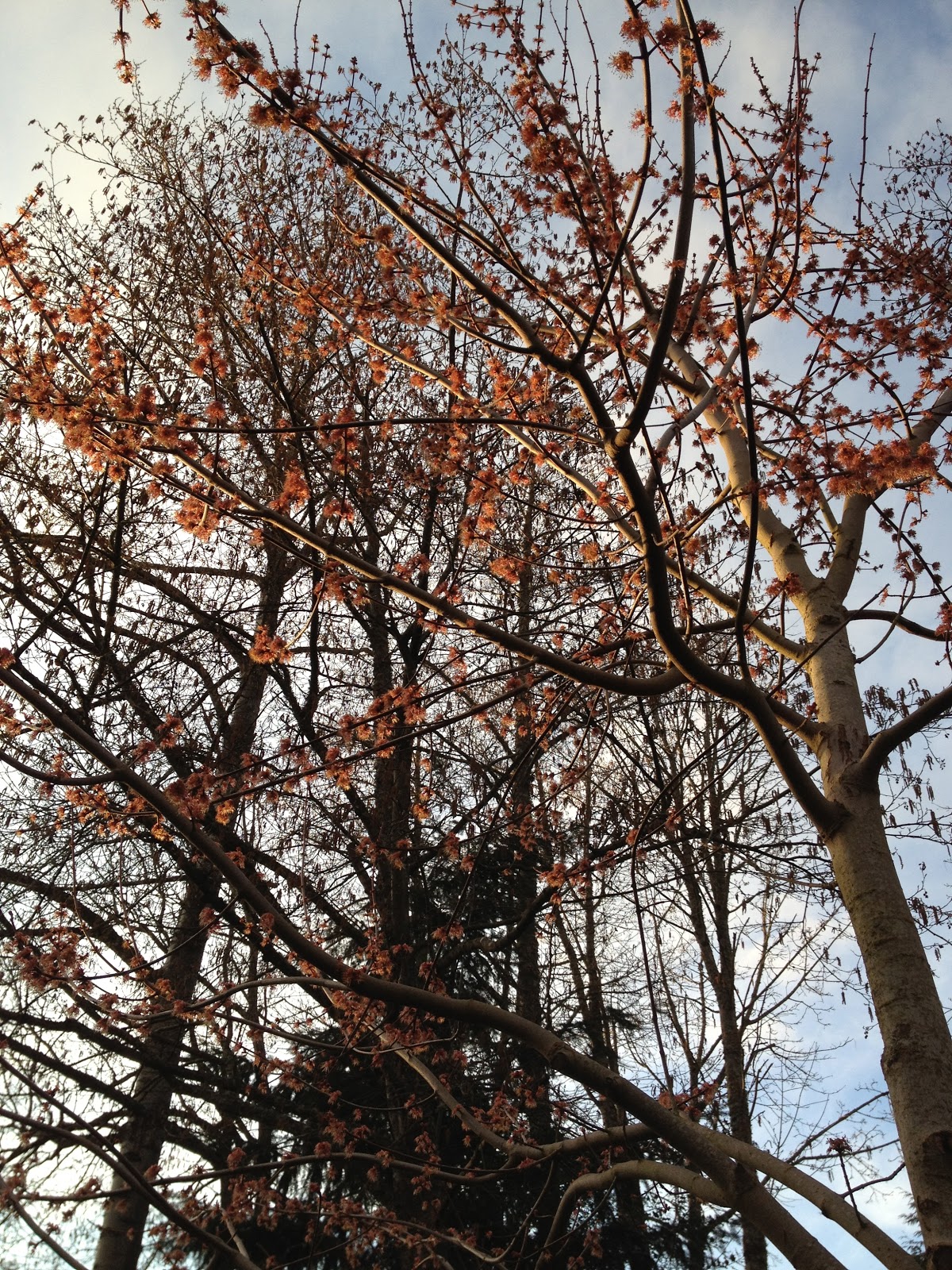 Visit My Garden Deciduous Shrubs