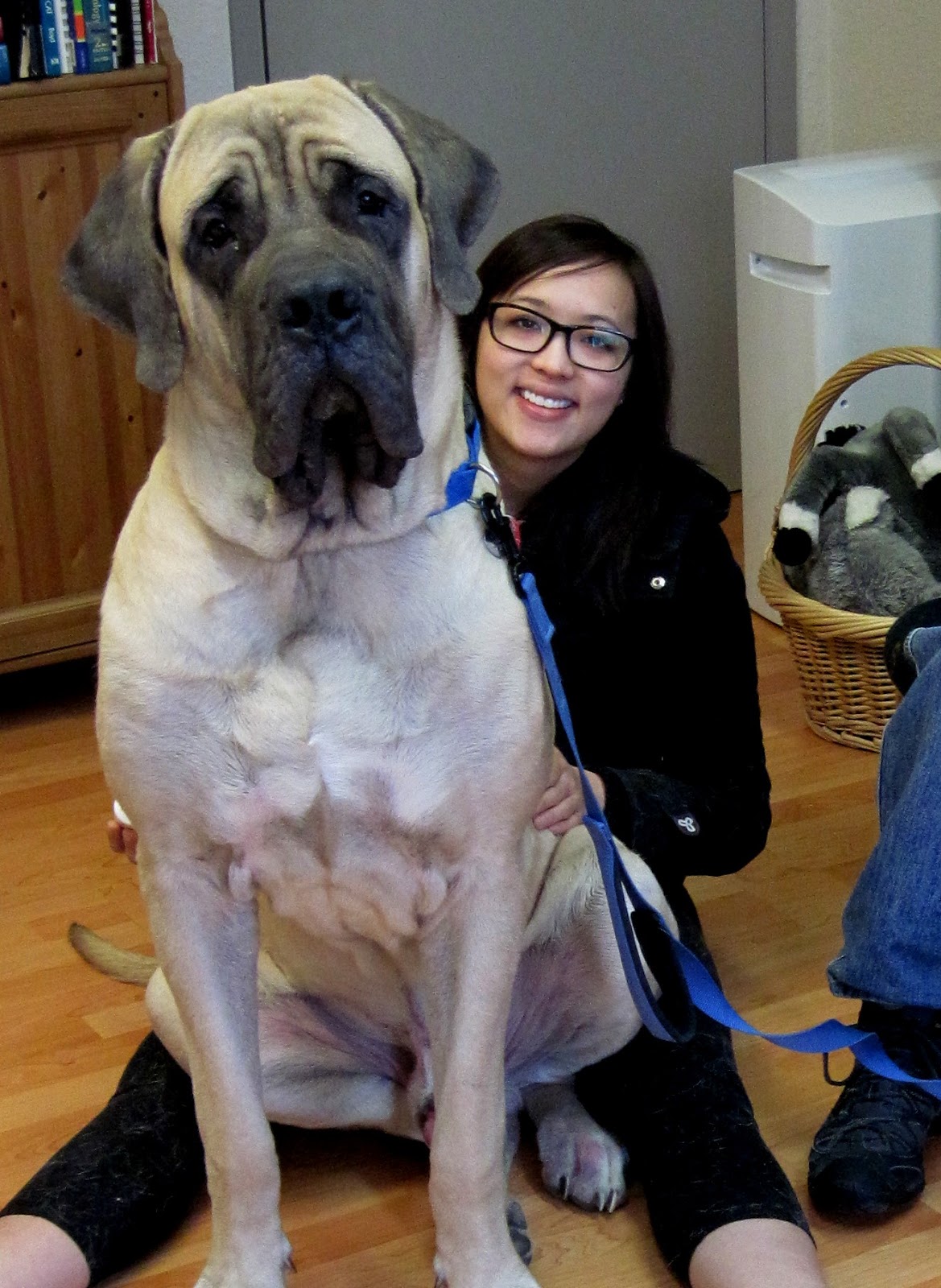 Caring For Pets by Dr. Pollen Caring for Arthritic Dogs, Using Nourish