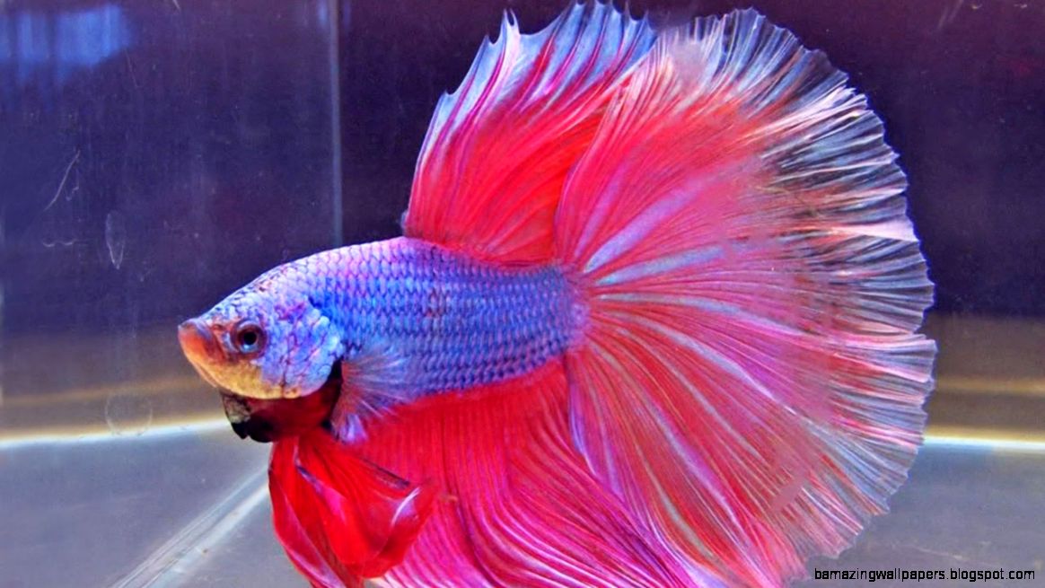 The International Betta Competition magnificent fighting fish on The International Betta Competition magnificent fighting fish on