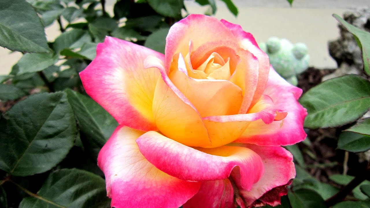 Yellow And Pink Roses Name Pink Choices
