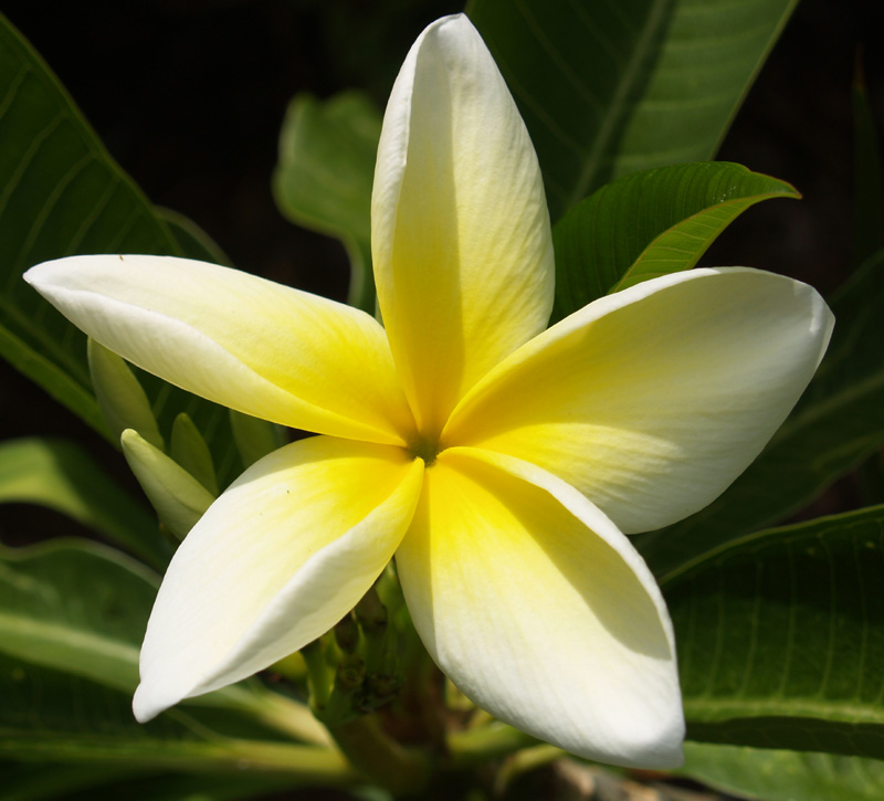A Frangipani Flower