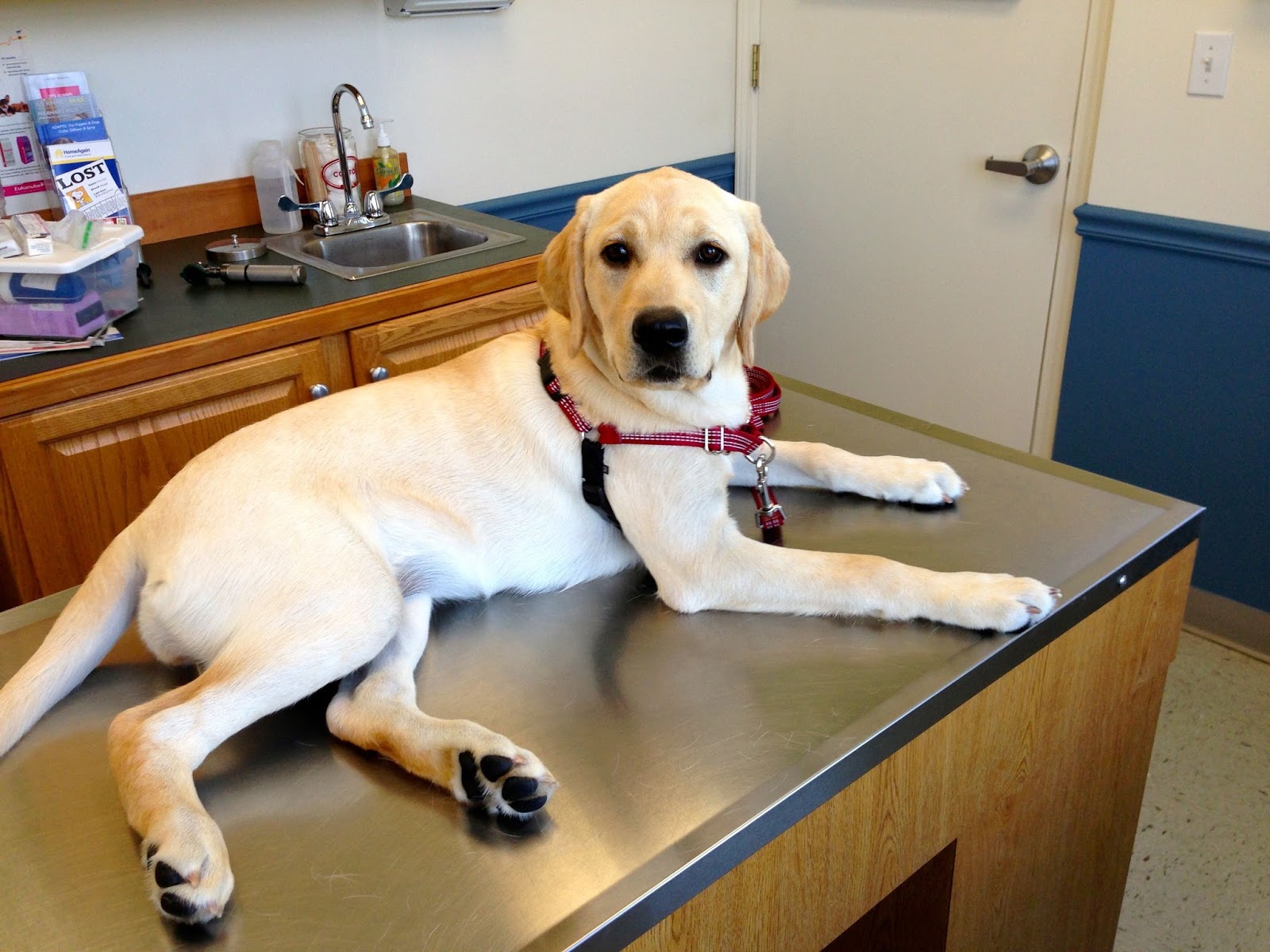 TakingPaws 40+ Pounds