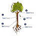 Partes de un Árbol en Inglés