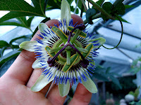 blue maracuja flower
