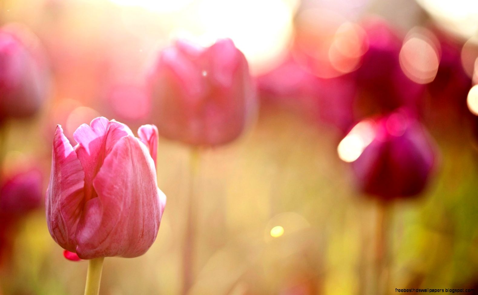 macro of pink tulips photographed with Selective focus macro of pink tulips photographed with Selective focus
