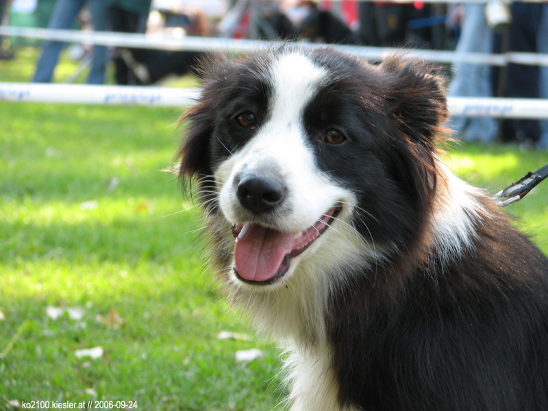 köpek resimleri,köpek cinsleri Border Collie Köpekleri