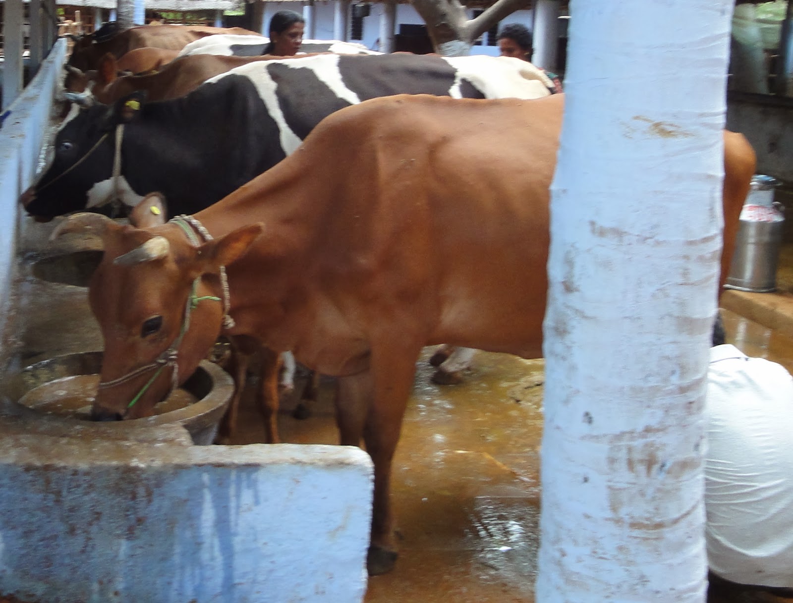 NGO News blog, NewsLine A cow’s water intake has a major effect on her