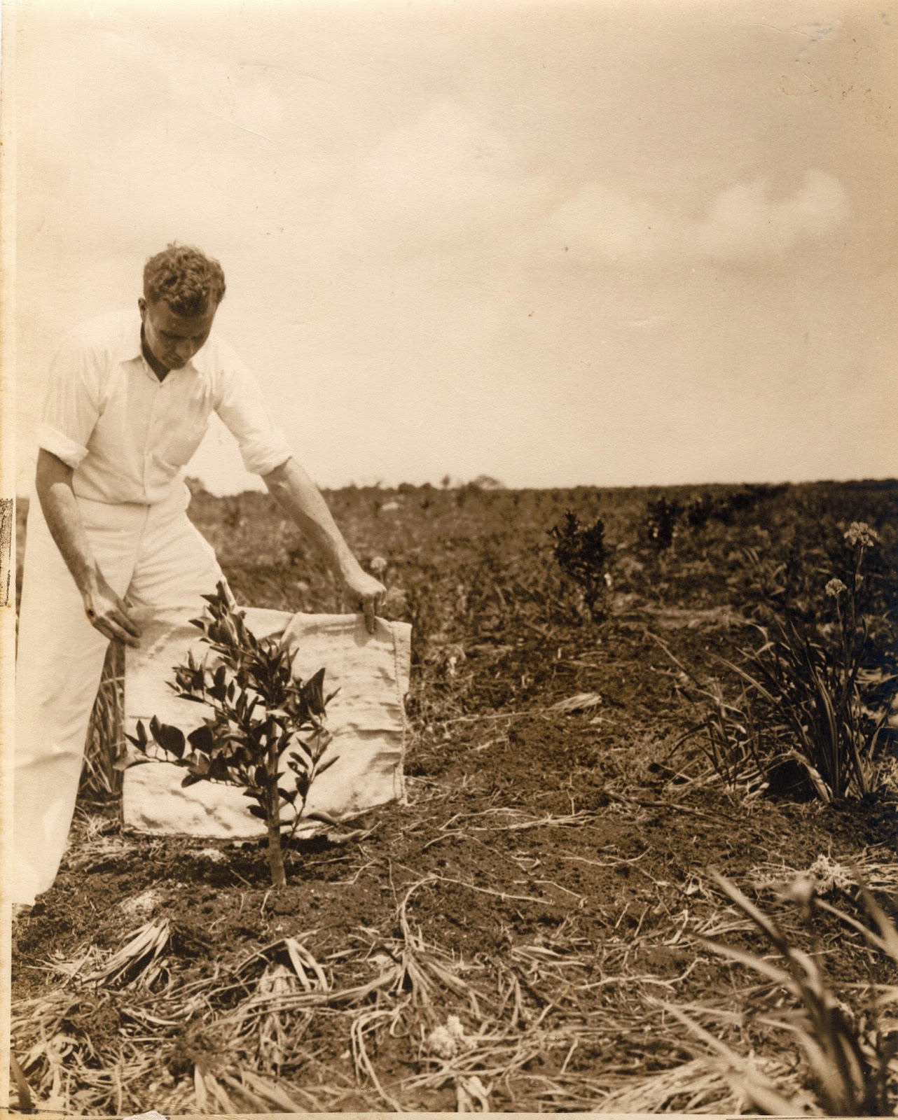 Flamingo Gardens Blog The First Tree Was Planted in 1927