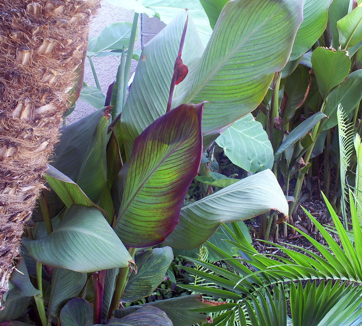Brad's Tropical Paradise Tricks for growing Cannas in Phoenix, Arizona