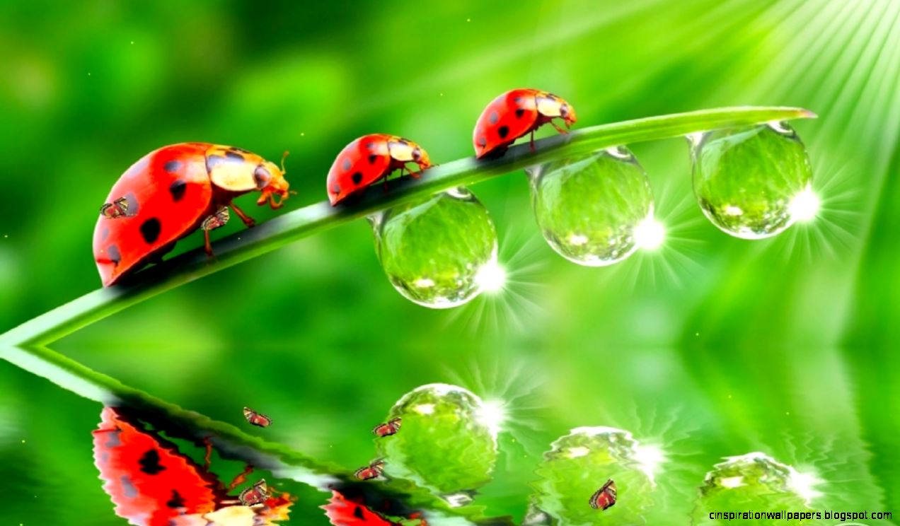 Watery Desktop 3D Animated Wallpaper Free Download Watery Desktop 3D Animated Wallpaper Free Download