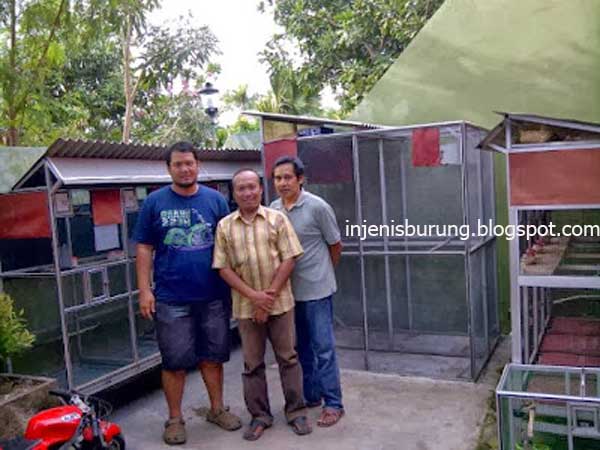 Peternak Perkutut - Perkutut Putih Mata Merah Tembus Cahaya Peternak Perkutut - Perkutut Putih Mata Merah Tembus Cahaya