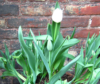 Yellow Walpapper Sylvia Plath And Tiny Tim Even The Gold