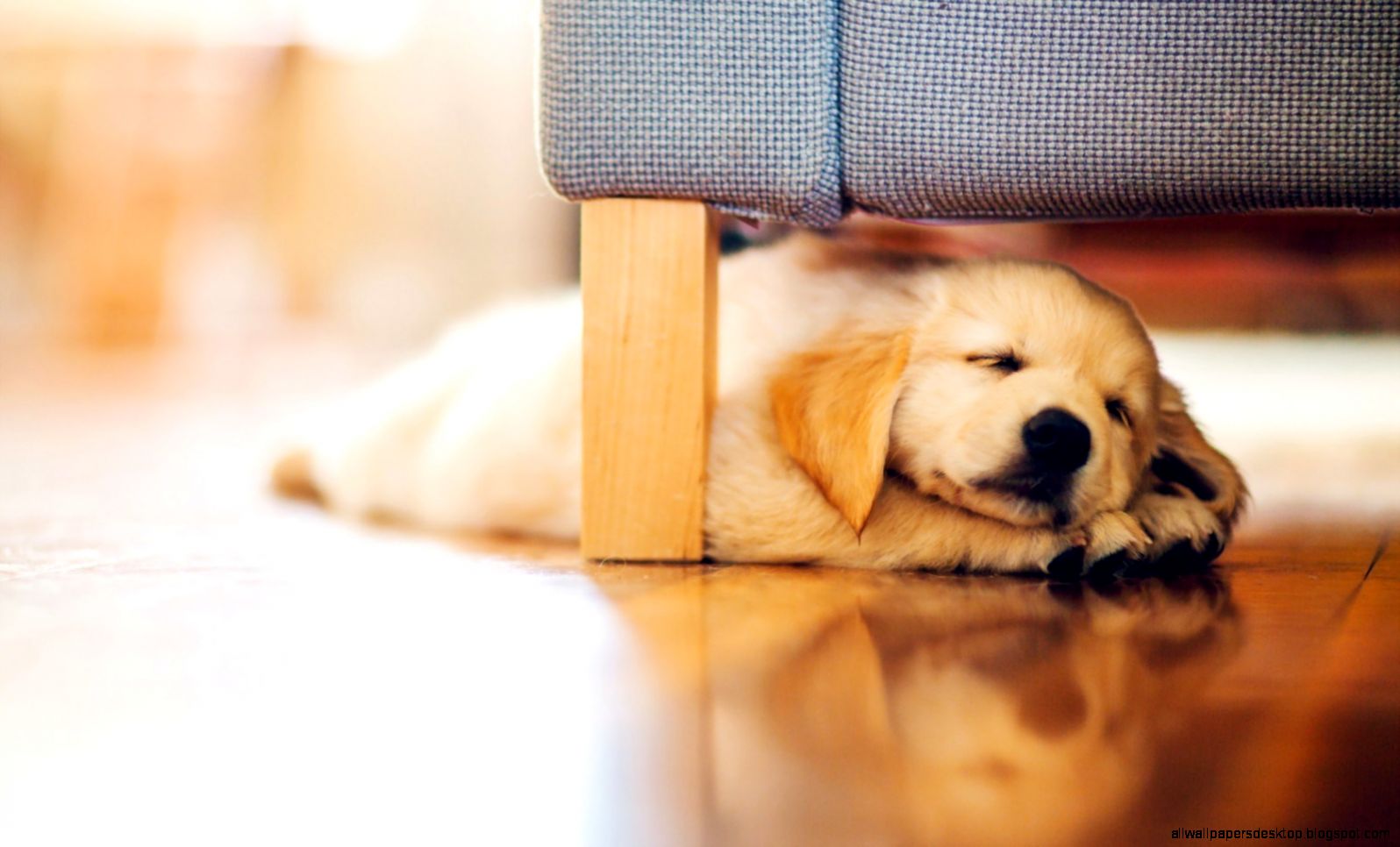 Puppy Retriever Rest Hd Wallpaper